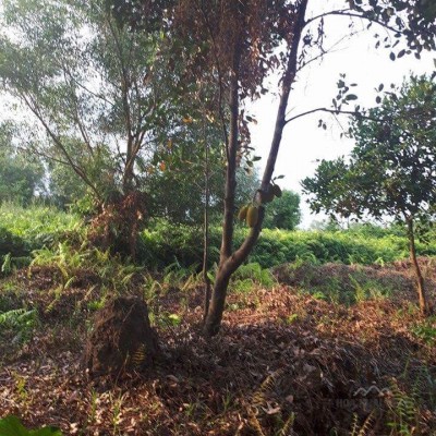 ĐẤT NỀN CỦ CHI TRÊN 2000 M2 CHÍNH CHỦ