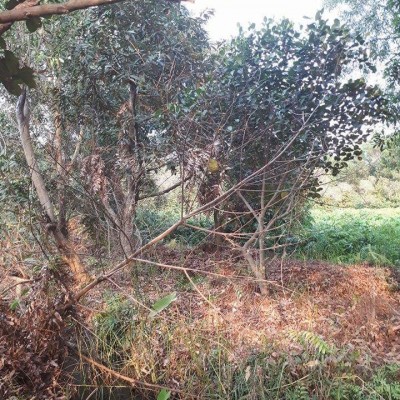 ĐẤT NỀN CỦ CHI TRÊN 2000 M2 CHÍNH CHỦ