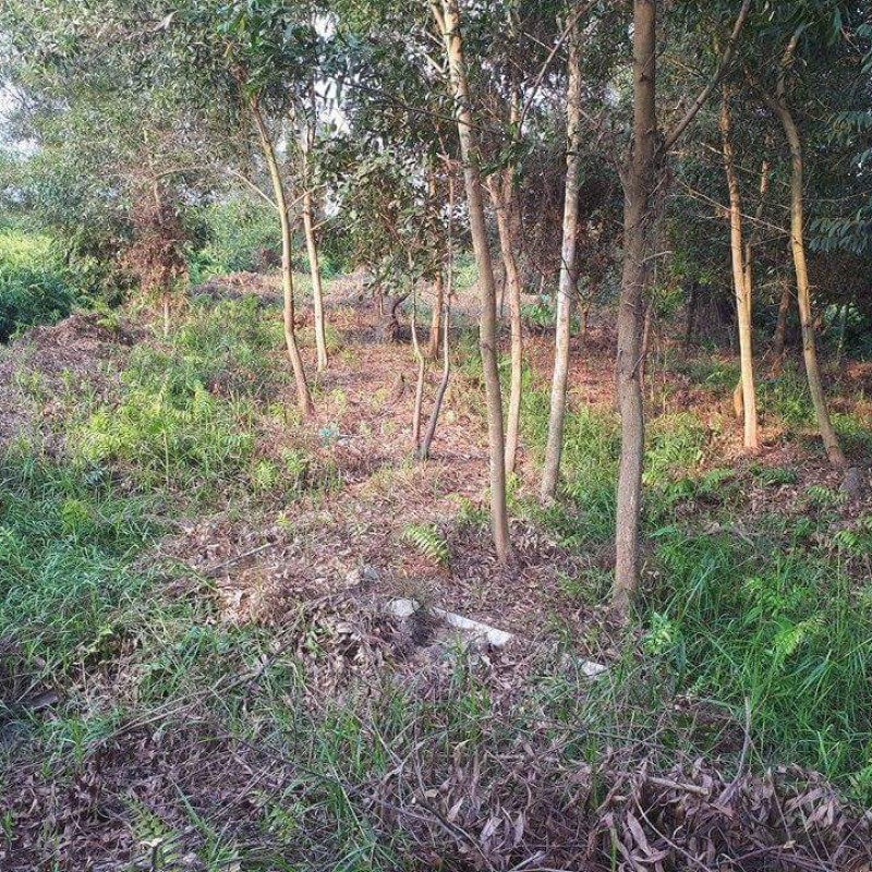 Đất Nền Chính Chủ - Tân Thạnh Tây - 2131m2